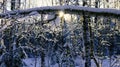 fallen tree trunk under a layer of snow