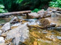 Fallen tree trunk in a water stream deep in wild forest Royalty Free Stock Photo