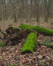 fallen tree trunks covered with green moss in cold autumn forest wih foliage on the ground Royalty Free Stock Photo