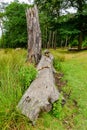 Fallen tree trunks. Dead trees. Royalty Free Stock Photo