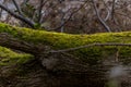 Fallen tree trunks lying on the ground covered with thick green moss close-up view Royalty Free Stock Photo