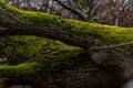 Fallen tree trunks lying on the ground covered with thick green moss close-up view Royalty Free Stock Photo