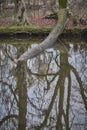 A fallen tree, uprooted and disappearing in the water