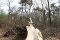Fallen Tree Royalty Free Stock Photo