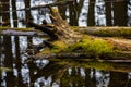 Fallen Logs Reflection