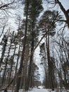 Fallen Tree in Walker Woods