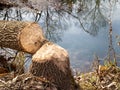 A fallen tree by the water with beaver teeth marks through the trunk Royalty Free Stock Photo