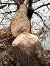 A fallen tree by the water with beaver teeth marks through the trunk Royalty Free Stock Photo
