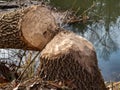 A fallen tree by the water with beaver teeth marks through the trunk Royalty Free Stock Photo