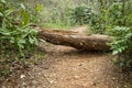 a fallen tree which is now a log and obstacle in the footpath in a national forrest park Royalty Free Stock Photo