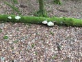 Fallen tree with white moss and bracket fungus