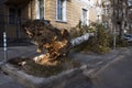 Fallen tree after wind storm Royalty Free Stock Photo