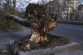 Fallen tree after wind storm Royalty Free Stock Photo