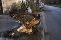 Fallen tree after wind storm Royalty Free Stock Photo