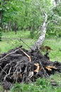 Fallen tree after windy storm Royalty Free Stock Photo