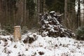 Fallen tree in winter forest under snow measles system Royalty Free Stock Photo