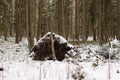 Fallen tree in winter forest under snow measles system Royalty Free Stock Photo