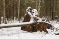 Fallen tree in winter forest under snow measles system Royalty Free Stock Photo