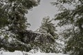 A Fallen Tree at Winter