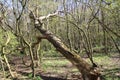 Fallen tree in wods Royalty Free Stock Photo