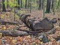 Fallen tree woodland floor Royalty Free Stock Photo
