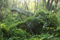 Fallen tree in the woods