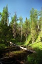 Fallen trees Royalty Free Stock Photo