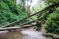 Fallen Trees Royalty Free Stock Photo