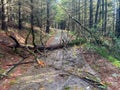 Fallen trees along the forest tracks as a result of the CIARAN storm . Royalty Free Stock Photo