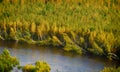 Fallen trees around river bank