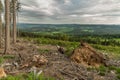Fallen trees after bark beetle atack in Sumava national park Royalty Free Stock Photo