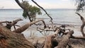 Fallen Trees on a Beach on Jervis Bay NSW Australia Royalty Free Stock Photo