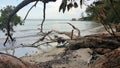 Fallen Trees on a Beach on Jervis Bay NSW Australia Royalty Free Stock Photo