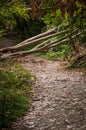 Fallen trees block the path in the mountain forest