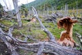 Fallen trees and the damage made by beavers in Dientes de Navarino, Isla Navarino, Chile Royalty Free Stock Photo