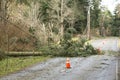 Fallen trees and downed power lines blocking a road; hazards after a natural disaster wind storm Royalty Free Stock Photo