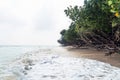 fallen trees at elephant beach, Havelock