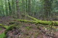 Fallen trees in forest