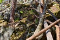 Fallen trees in the forest after the hurricane. National Park.