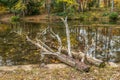 Fallen trees in the lake Royalty Free Stock Photo
