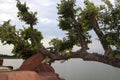 Fallen trees lean on the water's edge, resting on brown stones that decorate and decorate the expansive lakeside gardens as