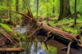 fallen trees near a beaver dam in a woodland area