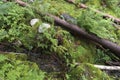 Fallen trees near Langfoss in Norway