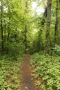 Fallen trees on trail, Governor Knowles State Forest, Wisconsin