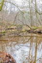 Fallen trees over the Leubeek river, trunks and branches reflected in the water surface Royalty Free Stock Photo