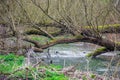 Fallen trees over River Coln in England