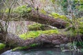 Fallen trees over River Coln in England