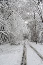 Fallen trees on road in winter snow storm Royalty Free Stock Photo