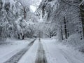 Fallen trees on road in winter storm Quinn Royalty Free Stock Photo