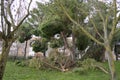 Fallen trees in the San Isidro park in Madrid after the snow storm Filomena. Destroyed trees, broken branches Royalty Free Stock Photo